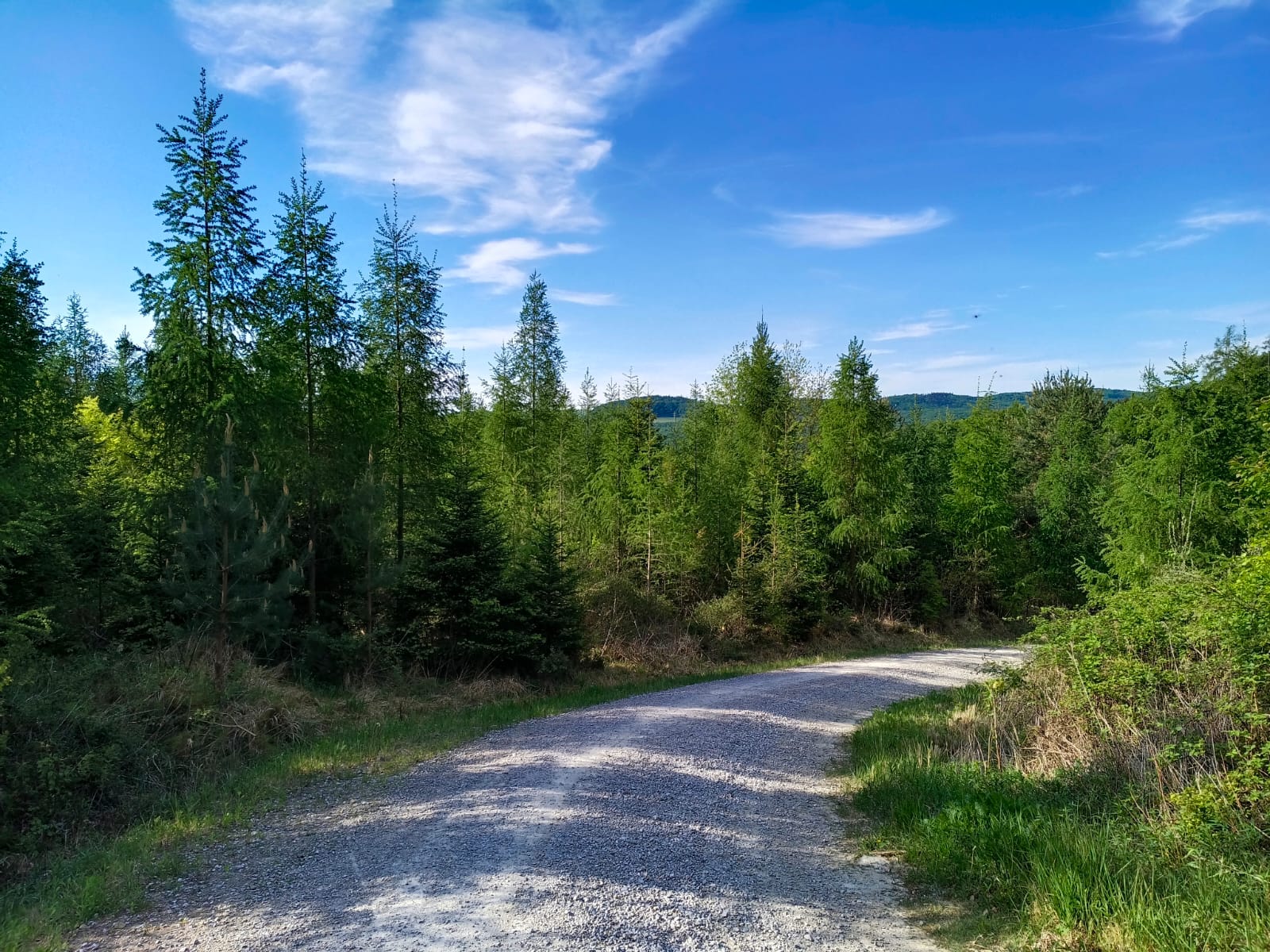 Waldweg im Wienerwald bei Pressbaum, Waldraum Naturtherapie Ursula Strobl Tulbingerkogel